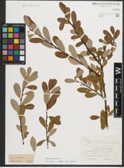 Foto von Salix triandra L.